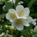 Sadnice - žbunaste vrste: JASMIN 2 god - Philadelphus coronarius, slika1